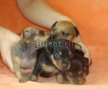 Щенки русского тоя гладкошерстные Новосибирск