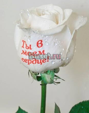 Превращаю цветы в произведения искусства с прили Йошкар-Ола