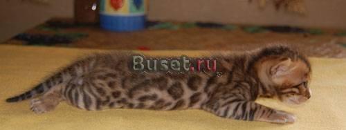 Бенгальские котята Химки