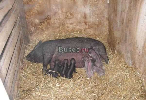 Вьетнамские вислобрюхие свиньи (травоядные) Коломна