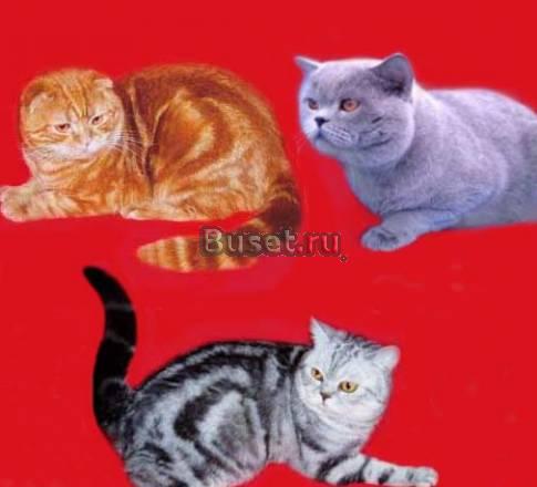 Вязка  Британский, Вислоухий, Шотландский страйт Москва