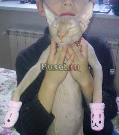 Котенок сфинкс Самара