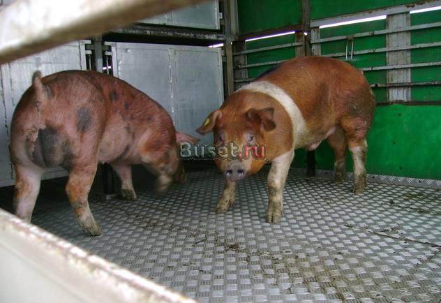 Перевозка скота Москва