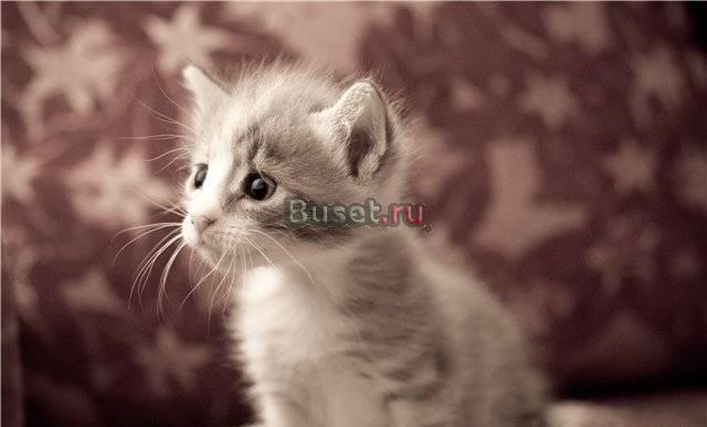 В дар 1-мес. котенок Мими (девочка) Москва