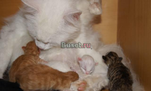Отдам котят в очень хорошие руки ) Москва