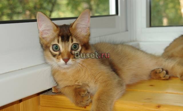 Котята редкой породы Сомали, 3 мес Москва