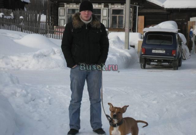 Стаффордширский терьер Екатеринбург