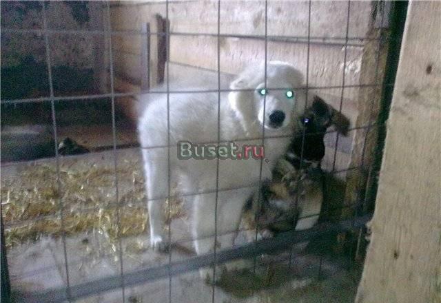 Щен в усыпалке ждет своего конца Москва