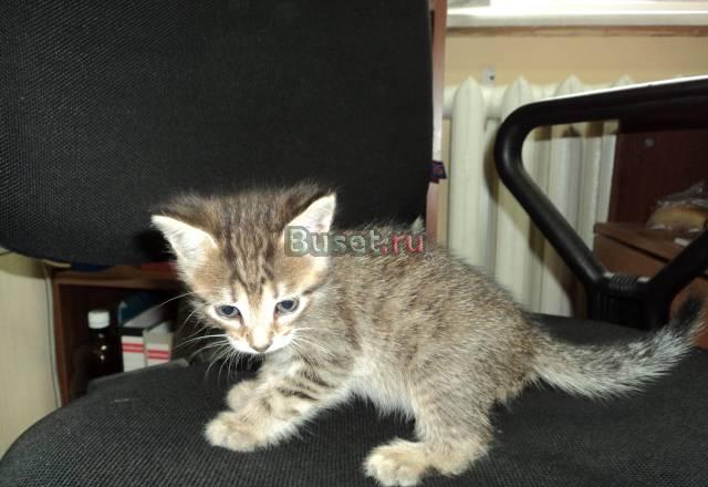 Отдам в добрые руки котеночка Нижний Новгород