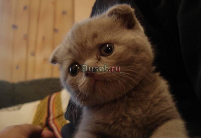 Котенок Москва