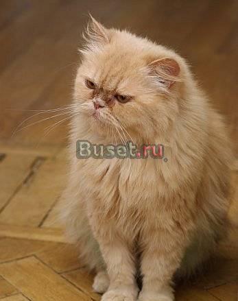 Очаровательная персидская кошечка Санкт-Петербург
