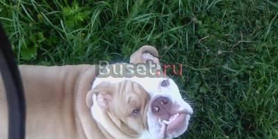 Собака Владимир