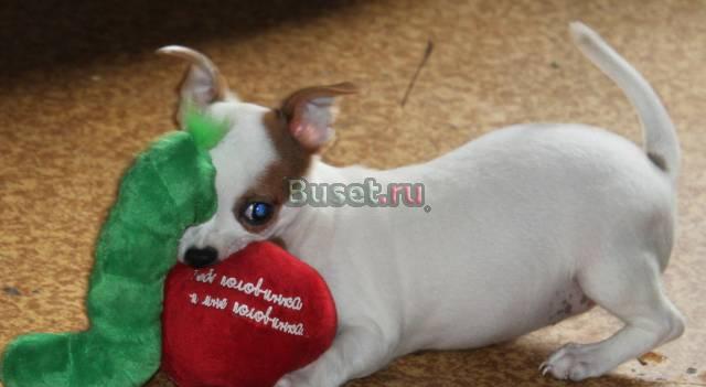Чихуахуа девочка Москва