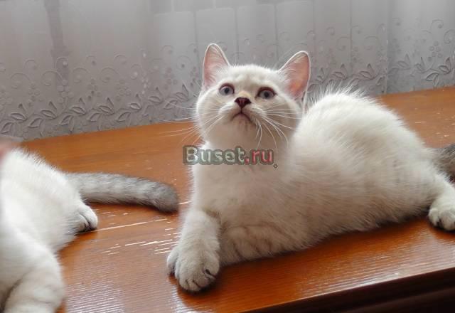 Плюшевые котятки по смешной цене Москва