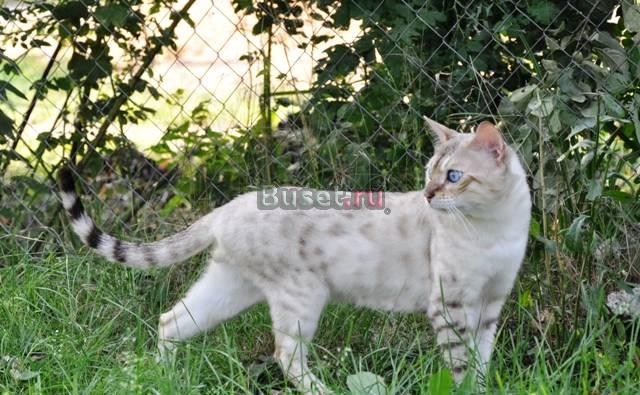 Продается бенгальский кот, 3 г Санкт-Петербург
