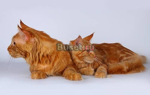 Самые большие домашние кошки в мире Пенза
