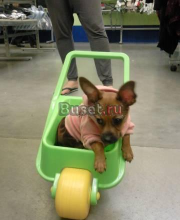 Чиахуахуа Москва