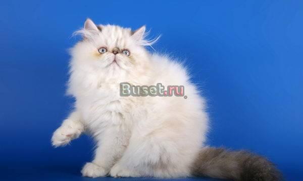 Кошка персидская Санкт-Петербург