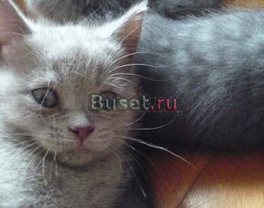 Британские котята Москва