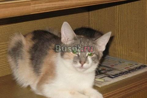 Трехцветная Ариша - котенок к счастью и удаче Москва