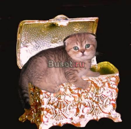 Мейн кун  Британские  Вислоухие Москва