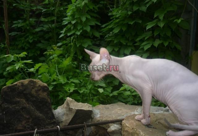 Донской сфинкс предлагается для вязки Пятигорск