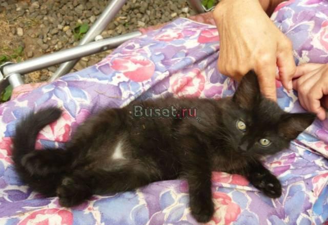 В дар милый чудо-котенок Москва