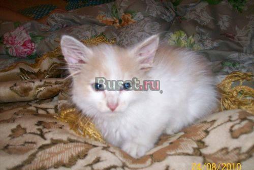 Пушистый котенок Нижний Новгород
