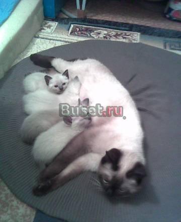 Котята сиамские Челябинск