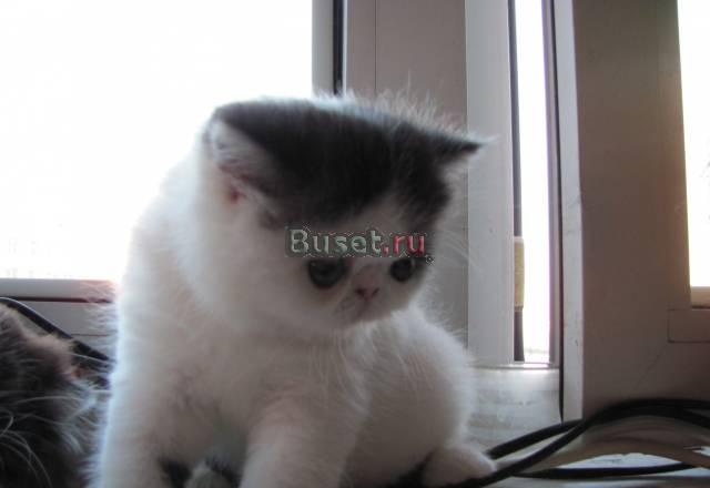 Котик мальчик экзотик Москва