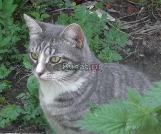 Усатый, полосатый котофей Москва