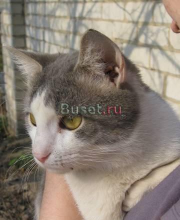 Котик в добрые руки Нижний Новгород