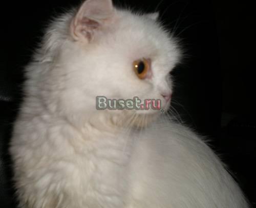 Шотландские кошки в хорошие руки Москва