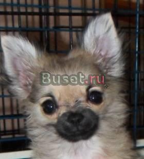 Чихуахуа дев. подрощ. для выст. и души,щенки Москва