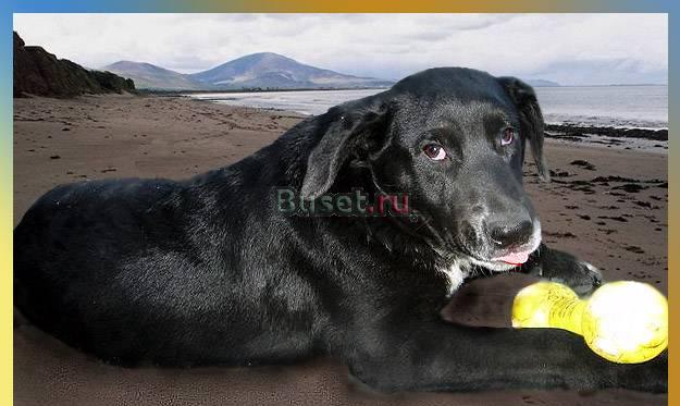 Песик в дар. Норд, 8 месяцев Москва