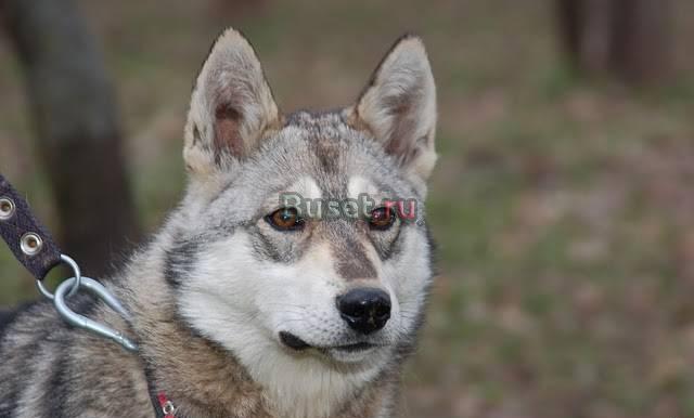 Отдается лайка сука 2 года Москва