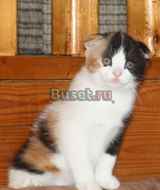 Шотландские  котята Москва