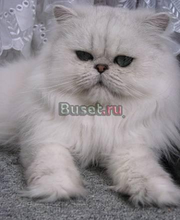 Персидская серебристая  шиншилла - котята и др Москва