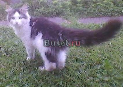 Отдам котенка даром в хорошие руки Санкт-Петербург