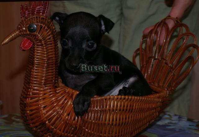 Продаются щенки русского той терьера г/ш Санкт-Петербург