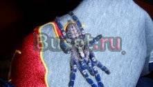 Poecilotheria Metallica Пауки на продажу Барнаул