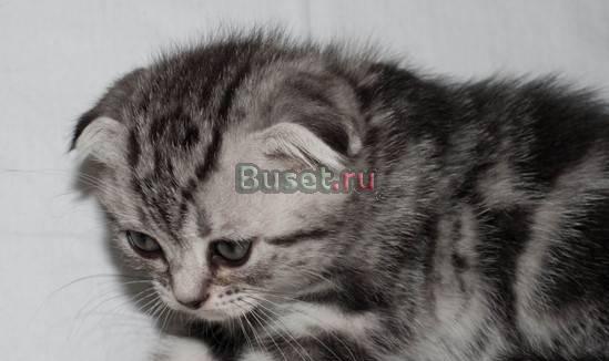 Зеленоглазые котята, мраморного окраса, линии США Москва