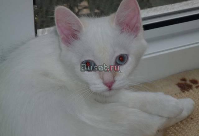 Котенок в дар. Зефирчик для тепла и радости Москва