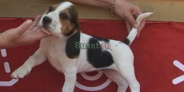 Очаровательный щенок породы бигль Москва