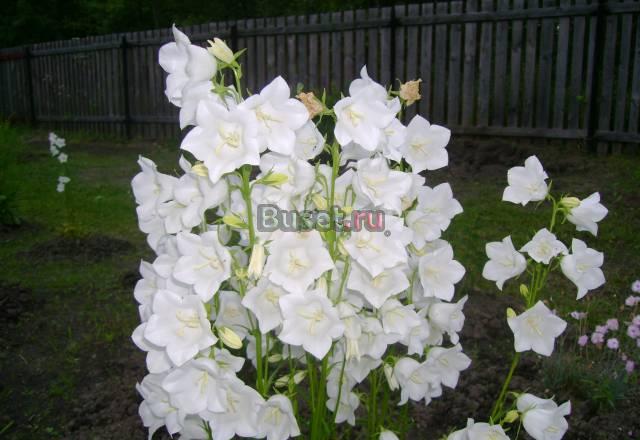 Дача,Егорьевское ш. 65км. от МКАД,Собственник Куровское