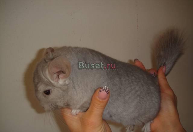 Пастеленыш Элитар Сьюпи Ярославль