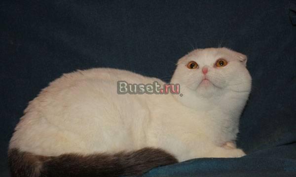 Скоттиш-фолд ,котик, 1 год - ответсвенным хозяевам Москва
