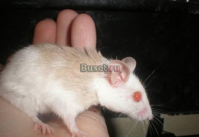 Мастомус (Praomys natalensis) - это африканская мн Москва