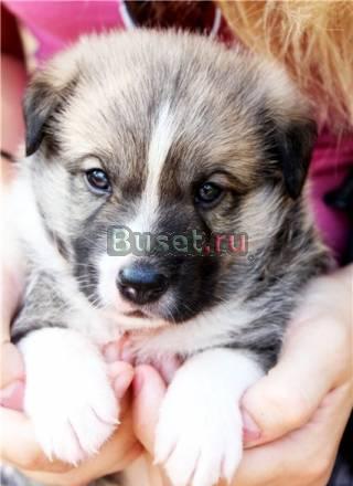 Очаровательный щенок,мальчик 1 мес Москва