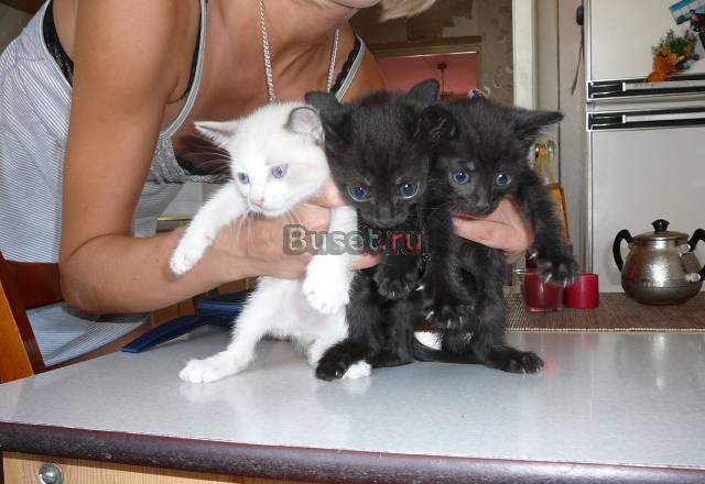 Отдам котят Чебоксары